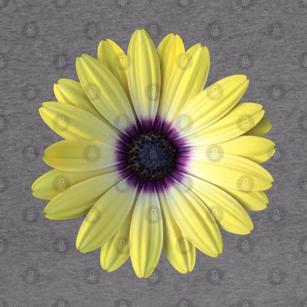 Yellow and Purple Daisy Photo by sallycummingsdesigns